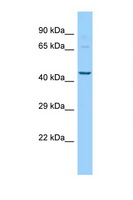 PIGU Antibody - PIGU antibody Western blot of Mouse Kidney lysate. Antibody concentration 1 ug/ml.  This image was taken for the unconjugated form of this product. Other forms have not been tested.