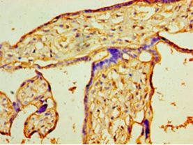 PIGX Antibody - Immunohistochemistry of paraffin-embedded human placenta tissue using antibody at 1:100 dilution.  This image was taken for the unconjugated form of this product. Other forms have not been tested.
