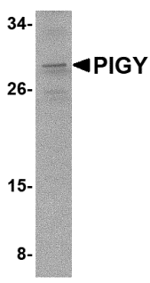 PIGY Antibody - Western blot of PIG-Y in A-20 cell lysate with PIG-Y antibody at 2 ug/ml