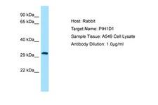 PIH1D1 Antibody -  This image was taken for the unconjugated form of this product. Other forms have not been tested.
