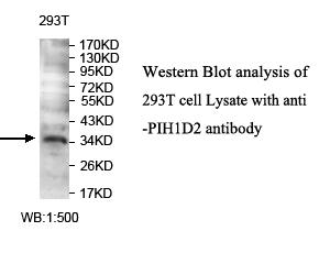 PIH1D2 Antibody