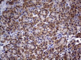 PIK3C2A Antibody - IHC of paraffin-embedded Human pancreas tissue using anti-PIK3C2A mouse monoclonal antibody. (Heat-induced epitope retrieval by 10mM citric buffer, pH6.0, 120°C for 3min).