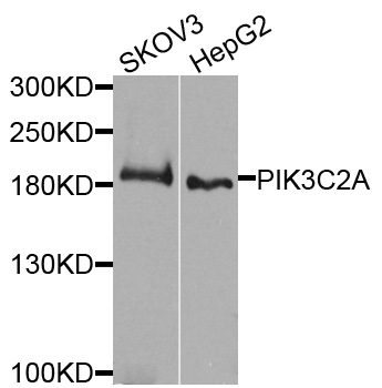 PIK3C2A Antibody - Western blot blot of extracts of various cells, using PIK3C2A antibody.
