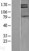 PIK3C2A Protein - Western validation with an anti-DDK antibody * L: Control HEK293 lysate R: Over-expression lysate