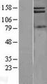PIK3C2A Protein - Western validation with an anti-DDK antibody * L: Control HEK293 lysate R: Over-expression lysate