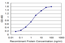 PIK3C2B Antibody - Detection limit for recombinant GST tagged PIK3C2B is approximately 0.03 ng/ml as a capture antibody.