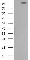 PIK3C2B Antibody - HEK293T cells were transfected with the pCMV6-ENTRY control (Left lane) or pCMV6-ENTRY PIK3C2B (Right lane) cDNA for 48 hrs and lysed. Equivalent amounts of cell lysates (5 ug per lane) were separated by SDS-PAGE and immunoblotted with anti-PIK3C2B.