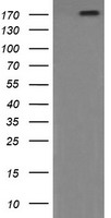 PIK3C2B Antibody - HEK293T cells were transfected with the pCMV6-ENTRY control (Left lane) or pCMV6-ENTRY PIK3C2B (Right lane) cDNA for 48 hrs and lysed. Equivalent amounts of cell lysates (5 ug per lane) were separated by SDS-PAGE and immunoblotted with anti-PIK3C2B.
