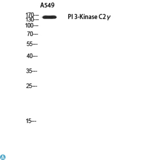 PIK3C2G Antibody - Western Blot (WB) analysis of A549 using PI 3-Kinase C2gamma antibody.