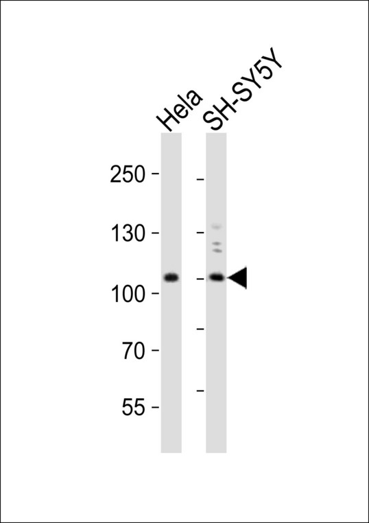 PIK3C3 / VPS34 Antibody - Western blot of lysates from HeLa, SH-SY5Y cell line (from left to right), using PI3KC3 Antibody. Antibody was diluted at 1:1000 at each lane. A goat anti-rabbit IgG H&L (HRP) at 1:10000 dilution was used as the secondary antibody. Lysates at 20ug per lane.