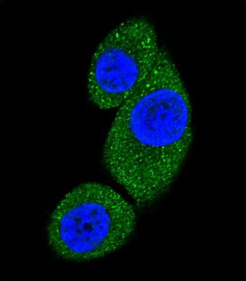 PIK3C3 / VPS34 Antibody - Confocal immunofluorescence of PI3KC3 Antibody with HeLa cell followed by Alexa Fluor 488-conjugated goat anti-rabbit lgG (green). DAPI was used to stain the cell nuclear (blue).