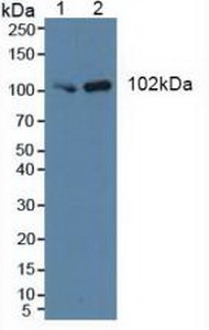 PIK3C3 / VPS34 Antibody - Western Blot; Lane1: Human Hela cells; Lane2: Porcine Brain Tissue.