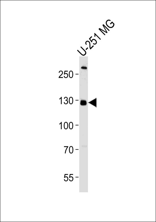 PIK3C3 / VPS34 Antibody - Western blot of lysate from U-251 MG cell line, using hPI3KC3. Antibody was diluted at 1:1000 at each lane. A goat anti-rabbit IgG H&L (HRP) at 1:5000 dilution was used as the secondary antibody. Lysate at 35ug per lane.