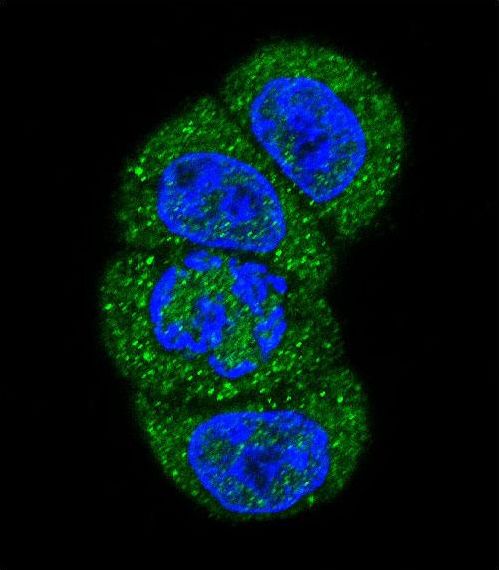 PIK3C3 / VPS34 Antibody - Confocal immunofluorescence of PI3KC3 Antibody (N-term G24) with HeLa cell followed by Alexa Fluor 488-conjugated goat anti-rabbit lgG (green). DAPI was used to stain the cell nuclear (blue).