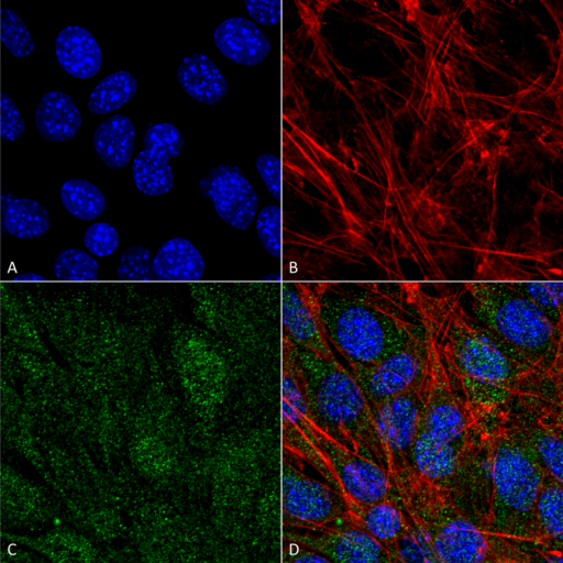 PIK3C3 / VPS34 Antibody - Immunocytochemistry/Immunofluorescence analysis using Rabbit Anti-PI 3 Kinase Class 3 Polyclonal Antibody. Tissue: C2C12 Cells (Mouse Myoblast cell line). Species: Mouse. Fixation: 4% Formaldehyde for 15 min at RT. Primary Antibody: Rabbit Anti-PI 3 Kinase Class 3 Polyclonal Antibody  at 1:100 for 60 min at RT. Secondary Antibody: Goat Anti-Rabbit ATTO 488 at 1:200 for 60 min at RT. Counterstain: Phalloidin Texas Red F-Actin stain; DAPI (blue) nuclear stain at 1:1000, 1:5000 for 60 min at RT, 5 min at RT. Localization: Midbody, Late Endosome, Cytoplasmic Vesicle, Autophagosome. Magnification: 60X. (A) DAPI (blue) nuclear stain (B) Phalloidin Texas Red F-Actin stain (C) PI 3 Kinase Class 3 antibody (D) Composite.