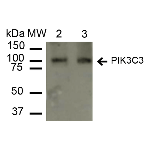 PIK3C3 / VPS34 Antibody - Western blot analysis of Rat, Mouse Liver cell lysates showing detection of ~101.5 kDa PI 3 Kinase Class 3 protein using Rabbit Anti-PI 3 Kinase Class 3 Polyclonal Antibody. Lane 1: Molecular Weight Ladder (MW). Lane 2: Rat Liver cell lysates. Lane 3: Mouse Liver cell lysates. Load: 15 µg. Block: 5% Skim Milk in 1X TBST. Primary Antibody: Rabbit Anti-PI 3 Kinase Class 3 Polyclonal Antibody  at 1:1000 for 2 hours at RT. Secondary Antibody: Goat Anti-Rabbit IgG: HRP at 1:2000 for 60 min at RT. Color Development: ECL solution for 6 min in RT. Predicted/Observed Size: ~101.5 kDa.