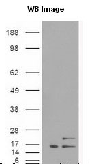 PIK3C3 / VPS34 Antibody - VPS34 Antibody - cells were transfected with the pCMV6-ENTRY control or pCMV6-ENTRY PIK3C3 cDNA for 48 hrs and lysed. Equivalent amounts of cell lysates (5 ug per lane) were separated by SDS-PAGE and immunoblotted with anti-PIK3C3.