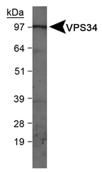 PIK3C3 / VPS34 Antibody - VPS34 Antibody - in HepG2 whole cell lysates.