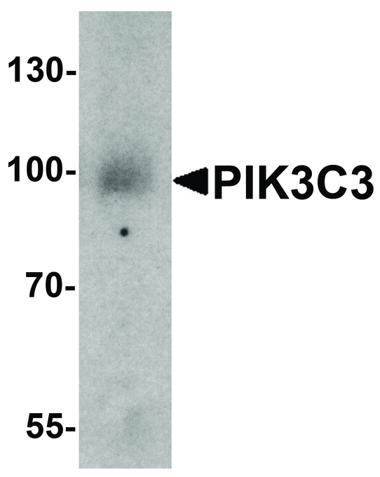 PIK3C3 / VPS34 Antibody - Western blot analysis of PIK3C3 in mouse small intestine tissue lysate with PIK3C3 antibody at 1 ug/ml.
