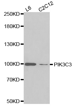 PIK3C3 / VPS34 Antibody - Western blot analysis of extracts of various cell lines.