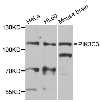 PIK3C3 / VPS34 Antibody - Western blot analysis of extracts of various cell lines, using PIK3C3 antibody at 1:1000 dilution. The secondary antibody used was an HRP Goat Anti-Rabbit IgG (H+L) at 1:10000 dilution. Lysates were loaded 25ug per lane and 3% nonfat dry milk in TBST was used for blocking. An ECL Kit was used for detection and the exposure time was 90s.