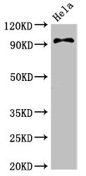 PIK3C3 / VPS34 Antibody - Western Blot Positive WB detected in:Hela whole cell lysate All Lanes:PIK3C3 antibody at 3.4µg/ml Secondary Goat polyclonal to rabbit IgG at 1/50000 dilution Predicted band size: 102 KDa Observed band size: 102 KDa