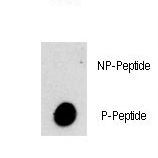 PIK3C3 / VPS34 Antibody - Dot blot of Phospho-PI3KC3-S282 Antibody on nitrocellulose membrane. 50ng of Phospho-peptide or Non Phospho-peptide per dot were adsorbed. Antibody working concentrations are 0.5ug per ml.