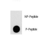 PIK3C3 / VPS34 Antibody - Dot blot of Phospho-PI3KC3-S676 Antibody on nitrocellulose membrane. 50ng of Phospho-peptide or Non Phospho-peptide per dot were adsorbed. Antibody working concentrations are 0.5ug per ml.