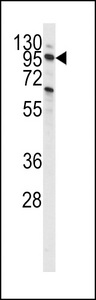 PIK3C3 / VPS34 Antibody - Western blot of anti-PI3KC3 Antibody (S851) in CEM cell line lysates (35 ug/lane). PI3KC3 (arrow) was detected using the purified antibody.