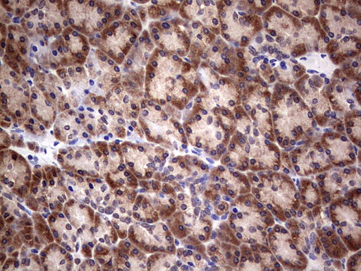 PIK3CA / PI3K Alpha Antibody - IHC of paraffin-embedded Human pancreas tissue using anti-PIK3CA mouse monoclonal antibody. (Heat-induced epitope retrieval by 1 mM EDTA in 10mM Tris, pH8.5, 120°C for 3min).