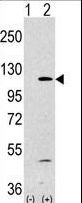 PIK3CA / PI3K Alpha Antibody - Western blot of anti-PI3KCA Antibody antibody in 293 cell line lysates transiently transfected with the PIK3CA gene (1 ug/lane). PI3KCA (arrow) was detected using the purified antibody.