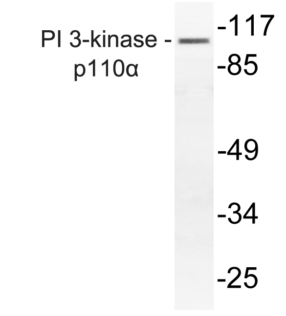 PIK3CA / PI3K Alpha Antibody - Western blot of PI 3-kinase p110 (R519) pAb in extracts from mouse liver.