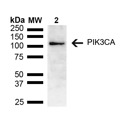 PIK3CA / PI3K Alpha Antibody - Western blot analysis of Mouse brain lysate showing detection of ~55.7 kDa PIK3CA protein using Rabbit Anti-PIK3CA Polyclonal Antibody. Lane 1: Molecular Weight Ladder (MW). Lane 2: Mouse brain lysate. Load: 15 µg. Block: 5% Skim Milk in 1X TBST. Primary Antibody: Rabbit Anti-PIK3CA Polyclonal Antibody  at 1:1000 for 2 hours at RT. Secondary Antibody: Goat Anti-Rabbit HRP:IgG at 1:3000 for 1 hour at RT. Color Development: ECL solution for 5 min at RT. Predicted/Observed Size: ~55.7 kDa.