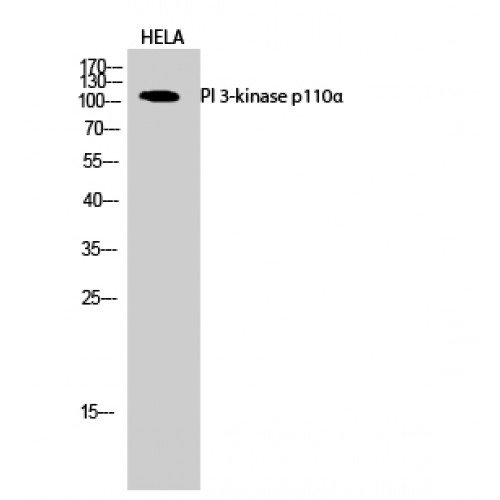 PIK3CA / PI3K Alpha Antibody - Western blot of PI 3-kinase p110alpha antibody