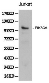 PIK3CA / PI3K Alpha Antibody - Western blot of PIK3CA pAb in extracts from Jurkat cells.