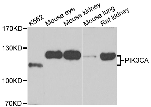 PIK3CA / PI3K Alpha Antibody - Western blot analysis of extracts of various cell lines, using PIK3CA antibody at 1:1000 dilution. The secondary antibody used was an HRP Goat Anti-Rabbit IgG (H+L) at 1:10000 dilution. Lysates were loaded 25ug per lane and 3% nonfat dry milk in TBST was used for blocking. An ECL Kit was used for detection and the exposure time was 90s.
