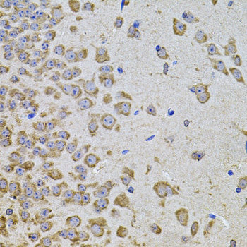 PIK3CA / PI3K Alpha Antibody - Immunohistochemistry of paraffin-embedded mouse brain using PIK3CA antibodyat dilution of 1:100 (40x lens).