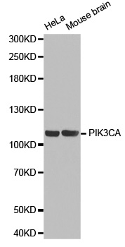 PIK3CA / PI3K Alpha Antibody - Western blot analysis of extracts of various cell lines.