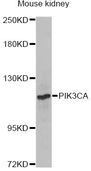 PIK3CA / PI3K Alpha Antibody - Western blot analysis of extracts of mouse kidney, using PIK3CA Antibody at 1:1000 dilution. The secondary antibody used was an HRP Goat Anti-Rabbit IgG (H+L) at 1:10000 dilution. Lysates were loaded 25ug per lane and 3% nonfat dry milk in TBST was used for blocking. An ECL Kit was used for detection and the exposure time was 90s.