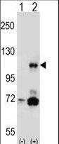 PIK3CB / PI3K Beta Antibody - Western blot of PIK3CB (arrow) using rabbit polyclonal PIK3CB Antibody (N-term S139). 293 cell lysates (2 ug/lane) either nontransfected (Lane 1) or transiently transfected (Lane 2) with the PIK3CB gene.