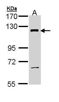 PIK3CB / PI3K Beta Antibody - Sample (30 ug of whole cell lysate). A: H1299. 7.5% SDS PAGE. PIK3CB antibody diluted at 1:1000.