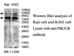 PIK3CB / PI3K Beta Antibody