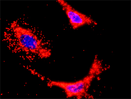 PIK3CB / PI3K Beta Antibody - Proximity Ligation Analysis (PLA) of protein-protein interactions between HCK and PIK3CB HeLa cells were stained with anti-HCK rabbit purified polyclonal 1:1200 and anti-PIK3CB mouse monoclonal antibody 1:50. Signals were detected by Duolink 30 Detection.