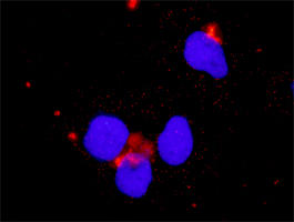 PIK3CB / PI3K Beta Antibody - Proximity Ligation Analysis (PLA) of protein-protein interactions between HCK and PIK3CB. Huh7 cells were stained with anti-HCK rabbit purified polyclonal 1:1200 and anti-PIK3CB mouse monoclonal antibody 1:50. Signals were detected by Duolink 30 Detection