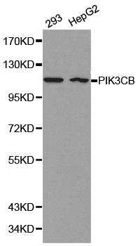 PIK3CB / PI3K Beta Antibody - Western blot analysis of 293 cell and HepG2 cell lysate using PIK3CB antibody.