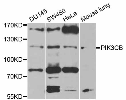 PIK3CB / PI3K Beta Antibody - Western blot analysis of extracts of various cell lines, using PIK3CB antibody at 1:1000 dilution. The secondary antibody used was an HRP Goat Anti-Rabbit IgG (H+L) at 1:10000 dilution. Lysates were loaded 25ug per lane and 3% nonfat dry milk in TBST was used for blocking. An ECL Kit was used for detection and the exposure time was 90s.
