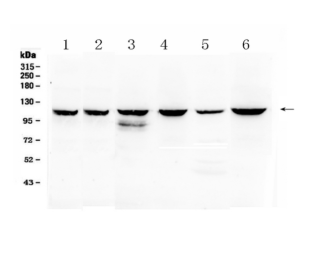 PIK3CB / PI3K Beta Antibody - Western blot - Anti-PIK3CB/Pi 3 Kinase P110 Beta Picoband Antibody