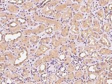 PIK3CB / PI3K Beta Antibody - Immunochemical staining of human PIK3CB in human kidney with rabbit polyclonal antibody at 1:200 dilution, formalin-fixed paraffin embedded sections.
