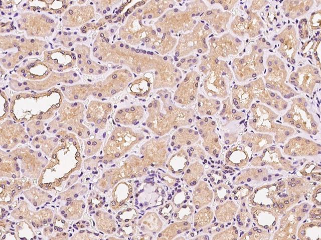 PIK3CB / PI3K Beta Antibody - Immunochemical staining of human PIK3CB in human kidney with rabbit polyclonal antibody at 1:200 dilution, formalin-fixed paraffin embedded sections.