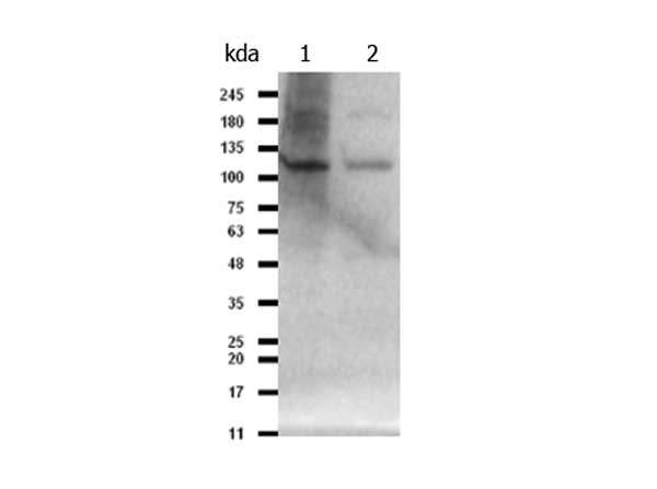 PIK3CB / PI3K Beta Antibody - Western Blot of rabbit anti-PIK3CB antibody. Marker: Opal Pre-stained ladder Lane 1: HCT-116 WCL. Lane 2: MDA-MB-435S WCL. Load: 35 µg per lane. Primary antibody: PIK3CB antibody at 1:1,000 for overnight at 4C. Secondary antibody: Peroxidase rabbit secondary antibody at 1:30,000 for 60 min at RT. Blocking Buffer: MB-070 for 30 min at RT. Predicted/Observed size: 122 kDa for PIK3CB.